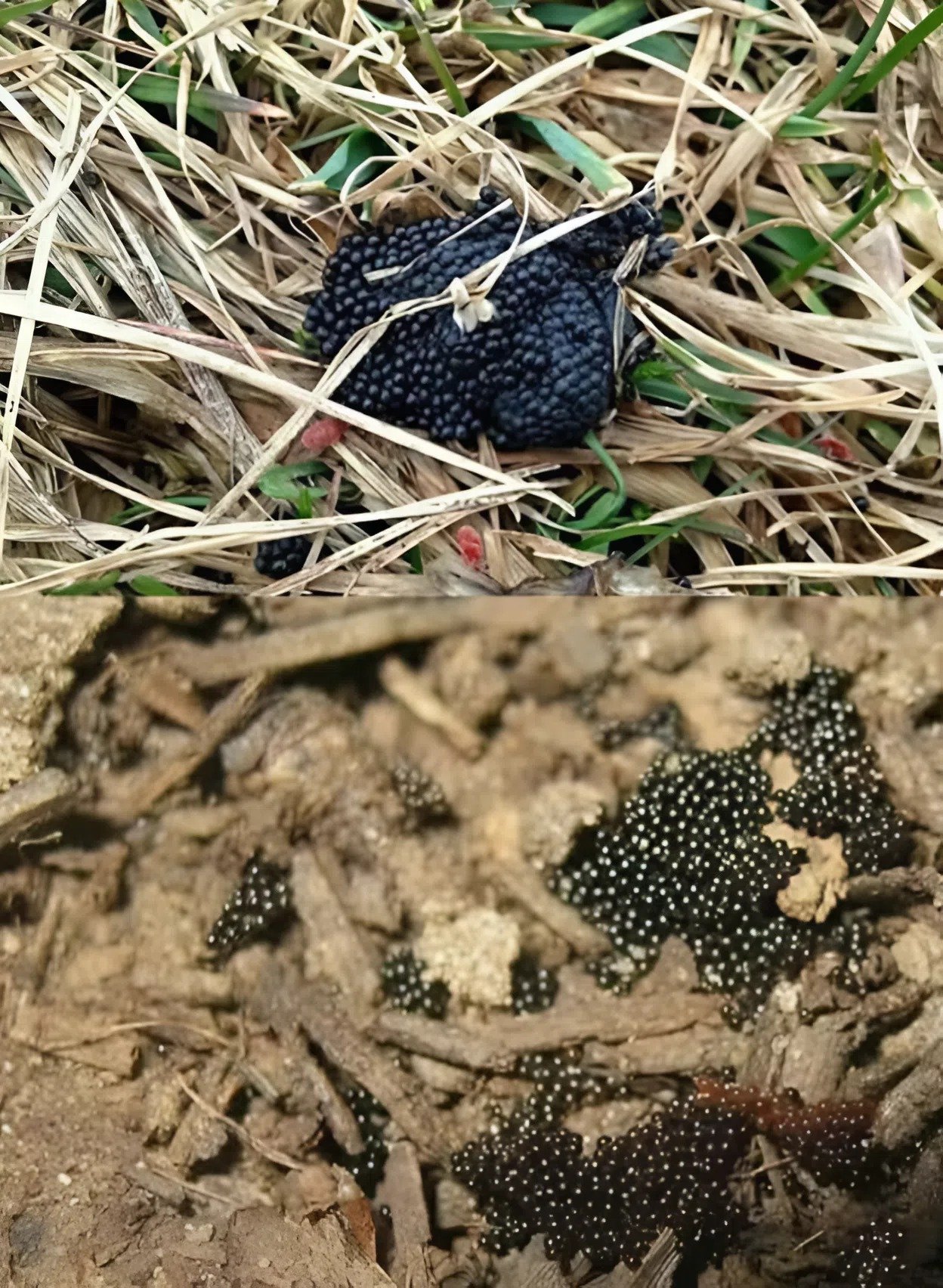 Dans la cour, j’ai trouvé d’étranges petites boules noires et j’ai été horrifiée en comprenant ce que c’était : soyez prudents si vous remarquez ce genre de chose !