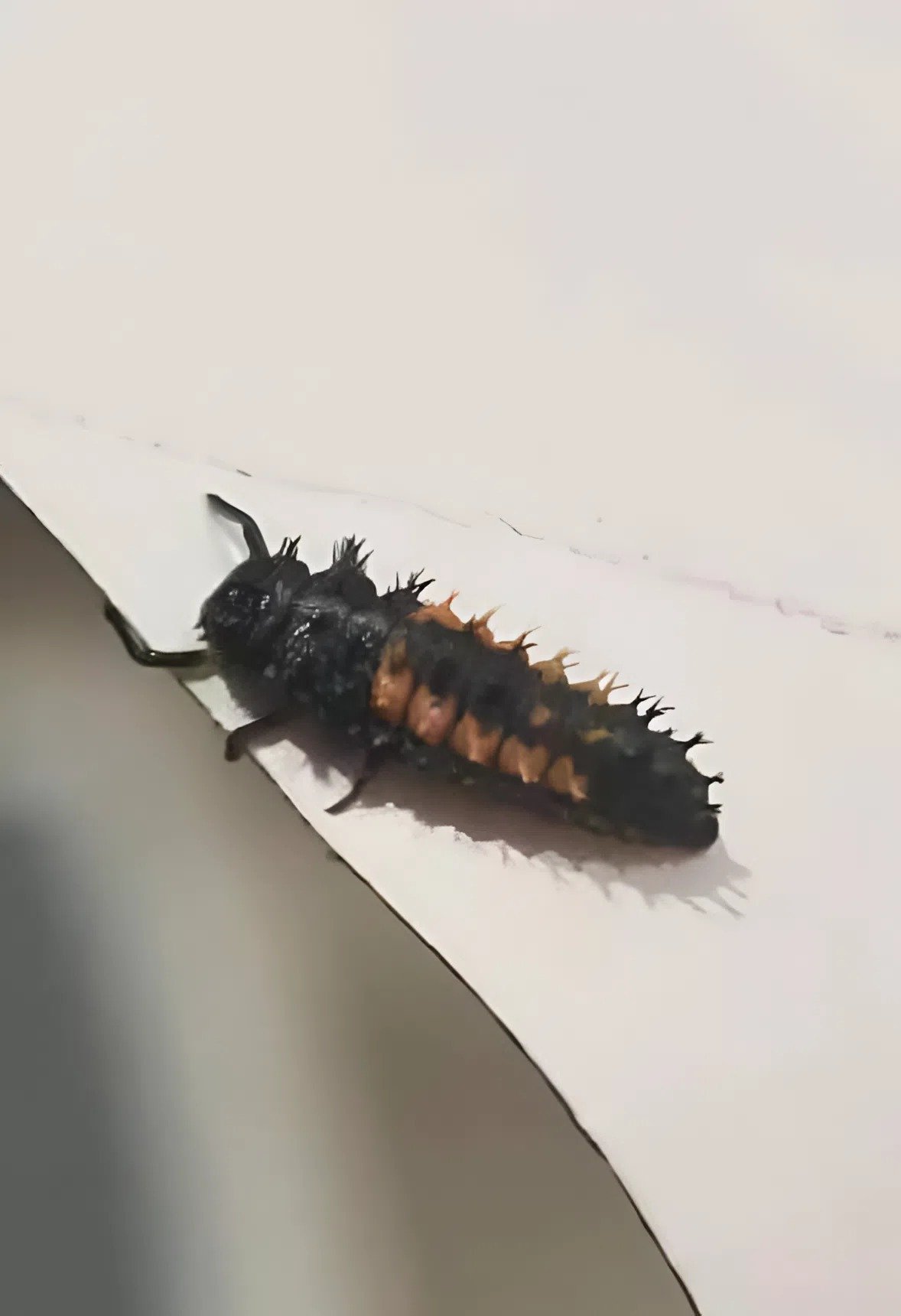 Cette étrange créature était dans mes cheveux – je pensais que c’était un parasite, mais la vérité était toute autre… Cette étrange créature était dans mes cheveux – je pensais que c’était un parasite, mais la vérité était toute autre…