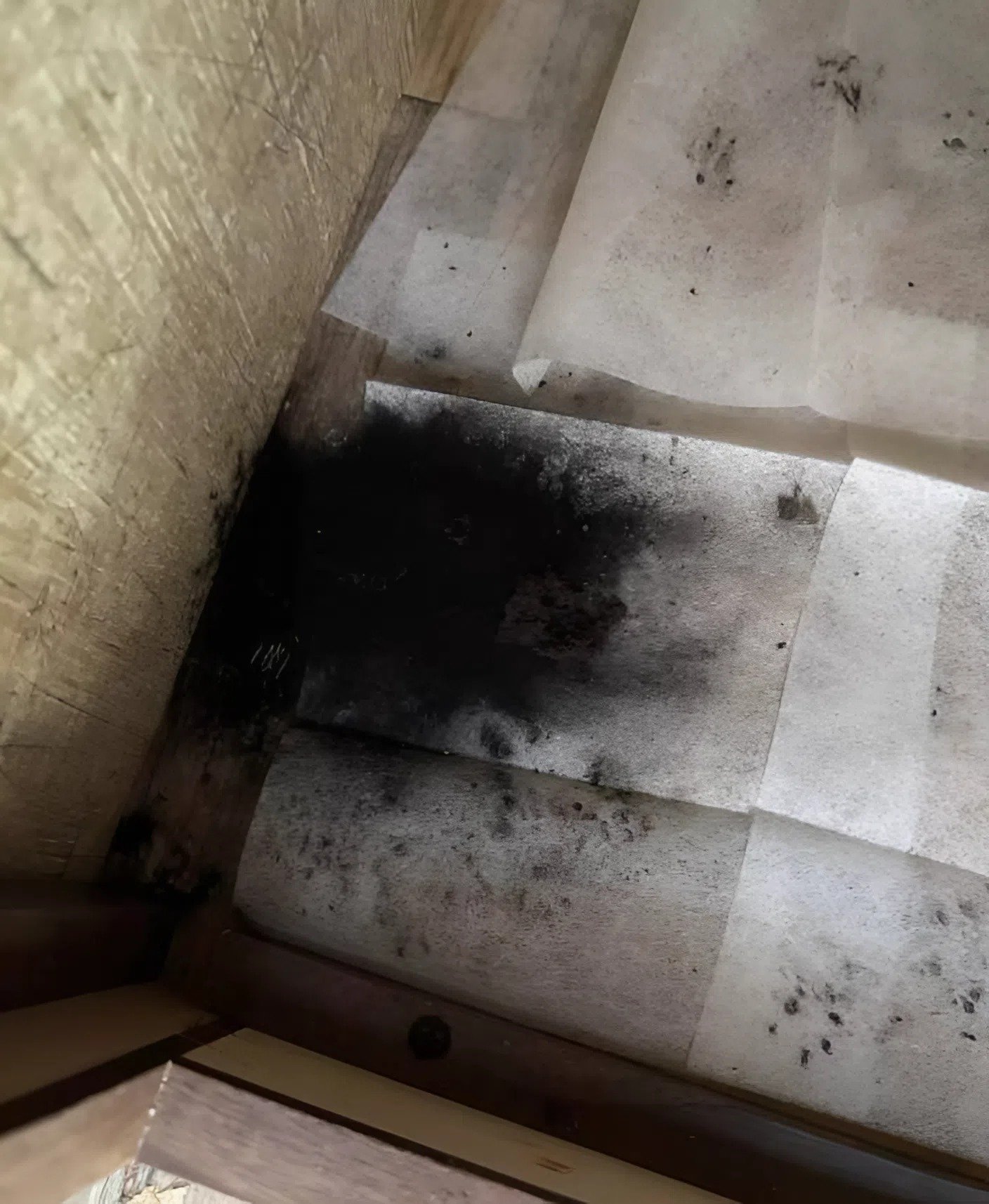 Nous avons remarqué une masse noire dans la voiture et avons cru que c’était juste de la moisissure, mais la vérité était bien plus terrible Nous avons remarqué une masse noire dans la voiture et avons cru que c’était juste de la moisissure, mais la vérité était bien plus terrible