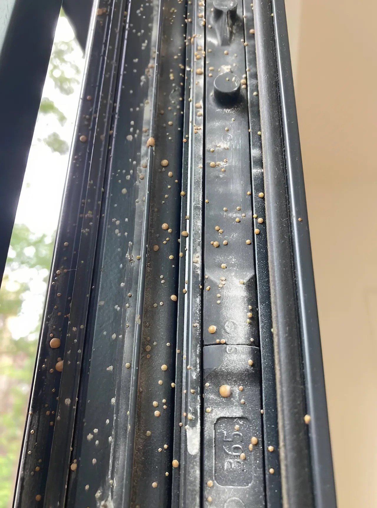 J’ai remarqué de petites boules jaunes étranges sur le cadre de la fenêtre: J’ai essayé de les enlever, mais elles étaient très dures : qu’est-ce que c’est ? J’ai remarqué de petites boules jaunes étranges sur le cadre de la fenêtre: J’ai essayé de les enlever, mais elles étaient très dures : qu’est-ce que c’est ?