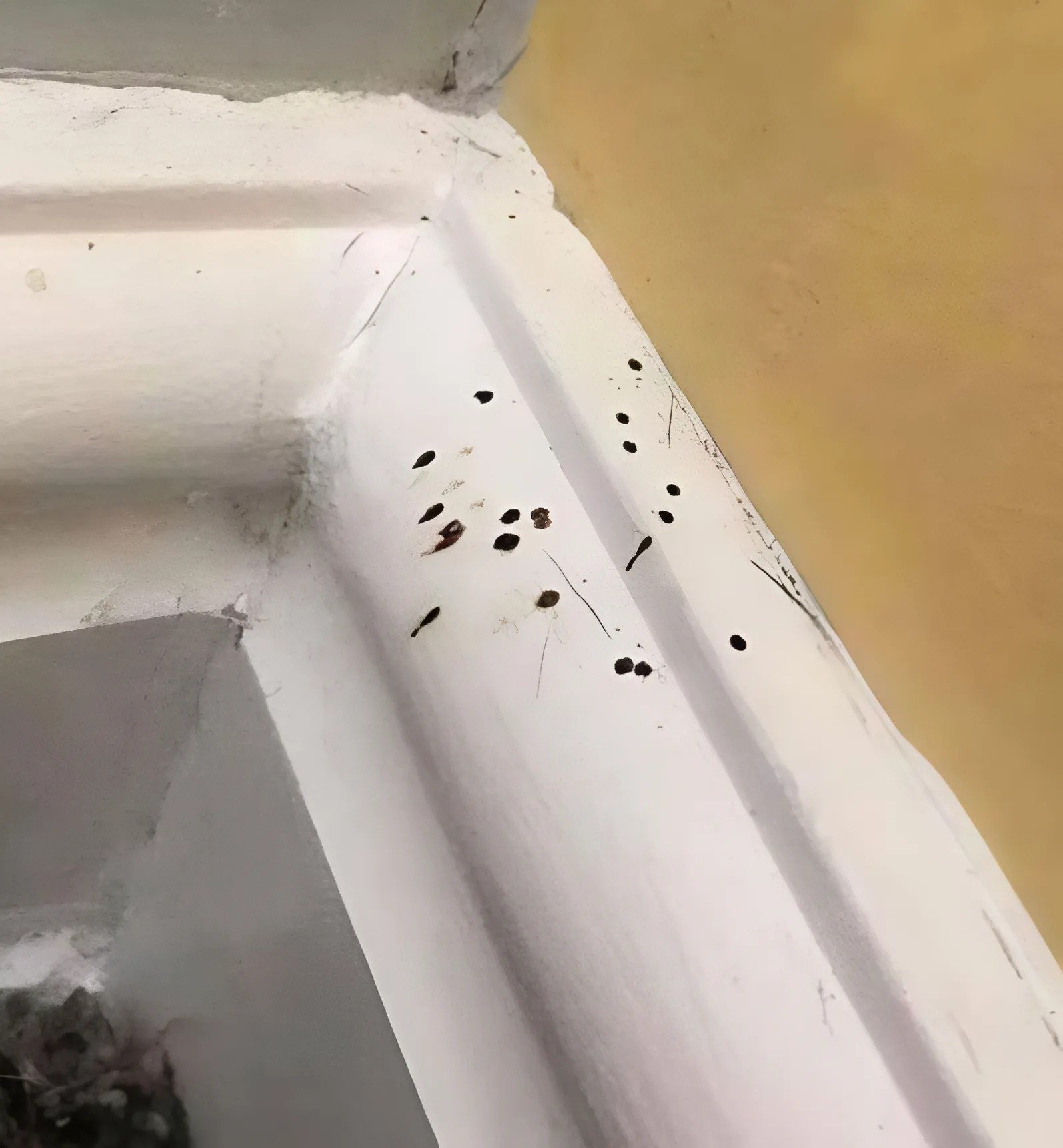 Une maman découvre d’étranges taches sur les plinthes et le papier peint : elle a failli vomir en apprenant ce que c’était Une maman découvre d’étranges taches sur les plinthes et le papier peint : elle a failli vomir en apprenant ce que c’était