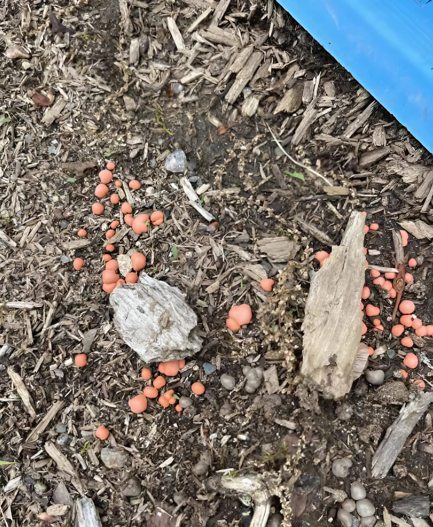 J’ai remarqué d’étranges petites boules orange dans mon jardin, et mon chien a commencé à les mâcher – puis quelque chose de très effrayant s’est produit J’ai remarqué d’étranges petites boules orange dans mon jardin, et mon chien a commencé à les mâcher – puis quelque chose de très effrayant s’est produit