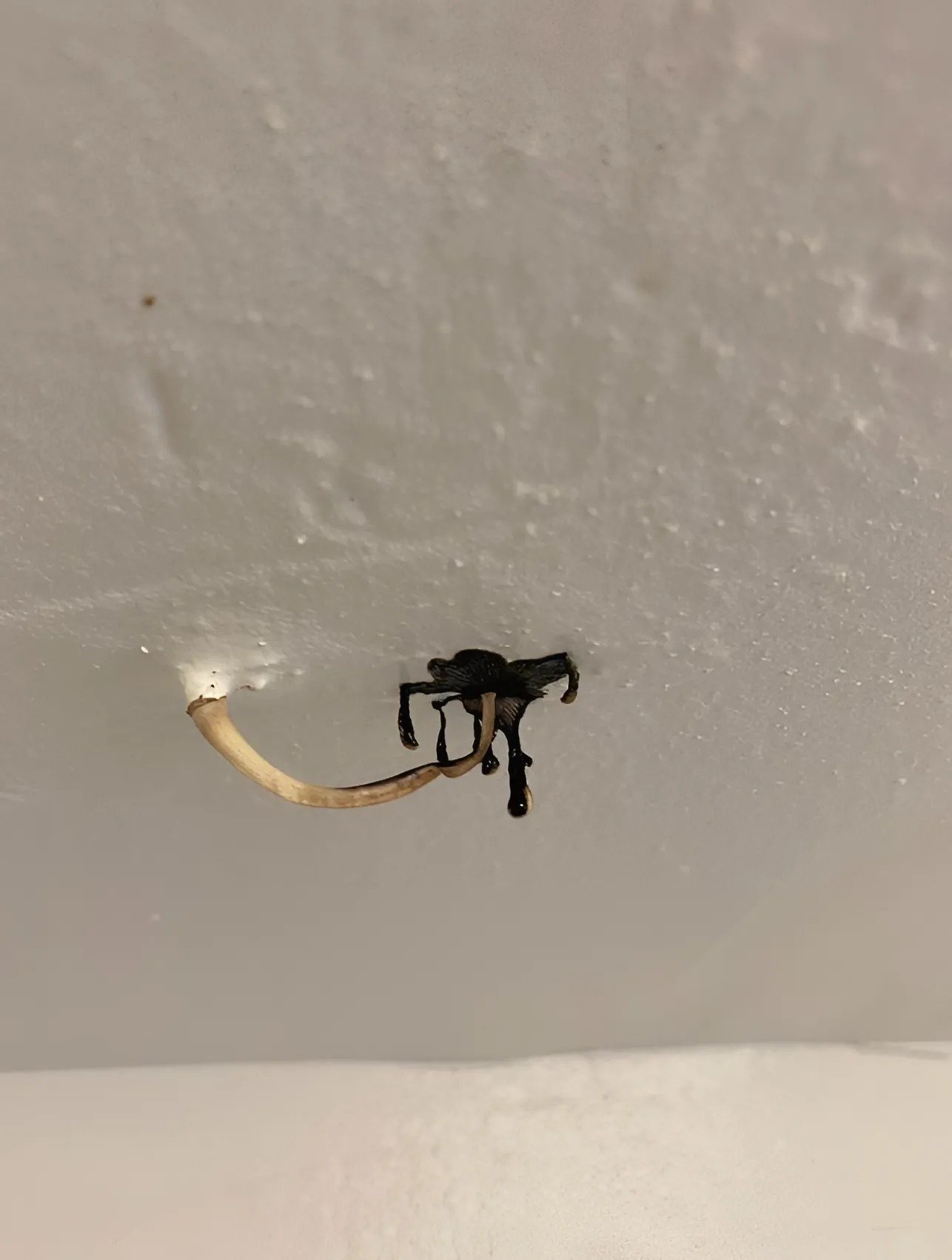 J’ai remarqué quelque chose d’étrange sortant du plafond, et j’ai été horrifiée en comprenant ce que c’était : soyez vigilants ! J’ai remarqué quelque chose d’étrange sortant du plafond, et j’ai été horrifiée en comprenant ce que c’était : soyez vigilants !