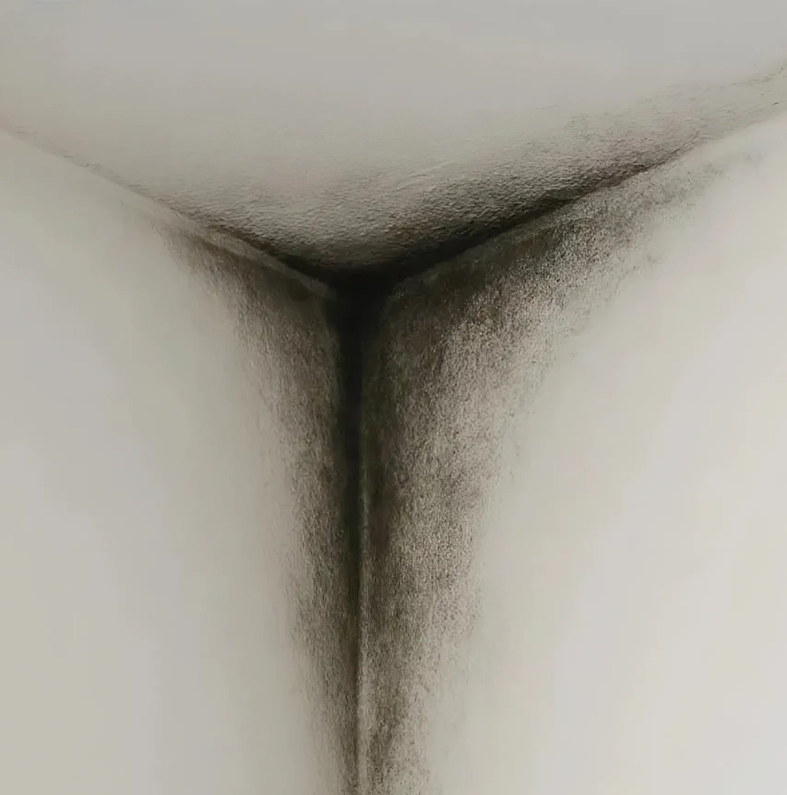 J’ai remarqué une énorme tache noire dans le coin du mur et j’ai longtemps essayé de comprendre ce que c’était : la réponse m’a choquée J’ai remarqué une énorme tache noire dans le coin du mur et j’ai longtemps essayé de comprendre ce que c’était : la réponse m’a choquée