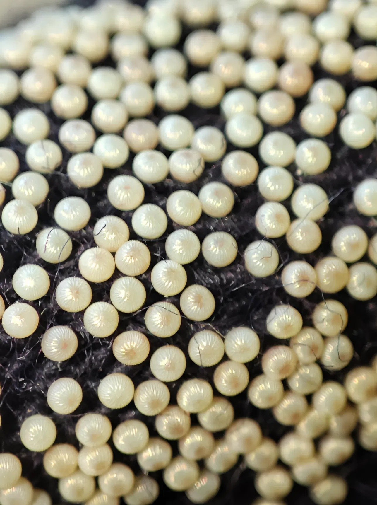 J’ai lavé les vêtements de mon fils et j’ai remarqué d’étranges petites boules jaunâtres sur la manche d’un pull — j’ai été horrifiée en découvrant ce que c’était