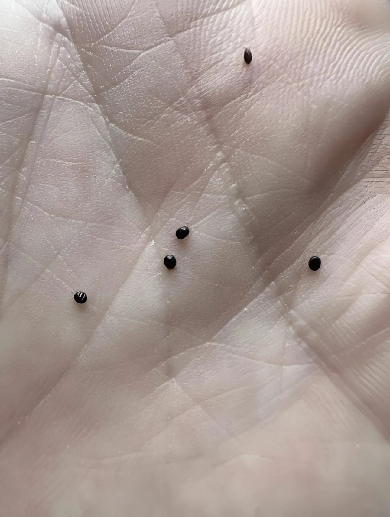 J’ai trouvé dans mon jardin ces étranges petites boules noires : quand j’ai compris ce que c’était, je les ai simplement brûlées