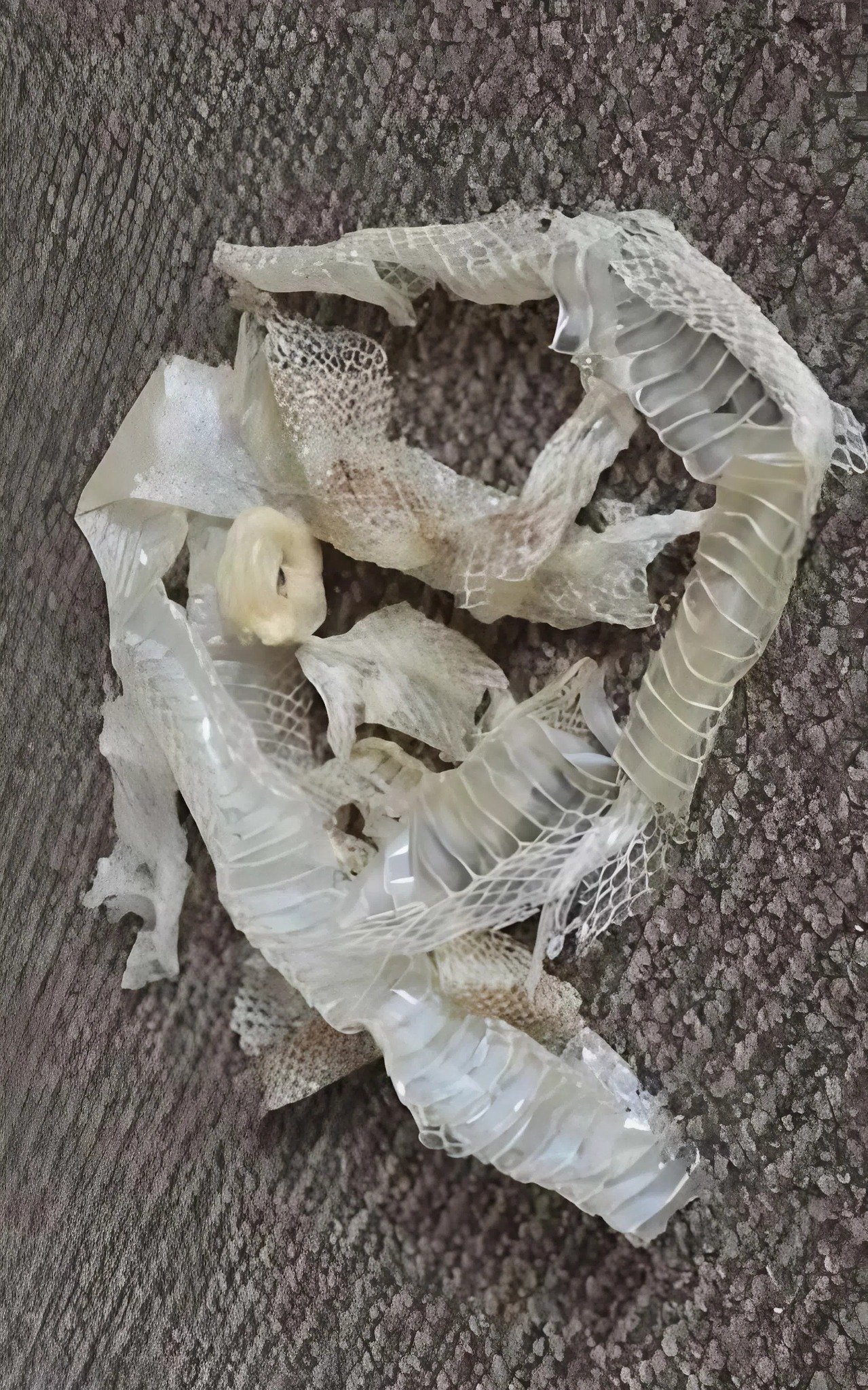 J’ai trouvé dans tout l’appartement ces morceaux fins et semi-transparents de quelque chose : j’ai eu peur quand j’ai compris ce que c’était