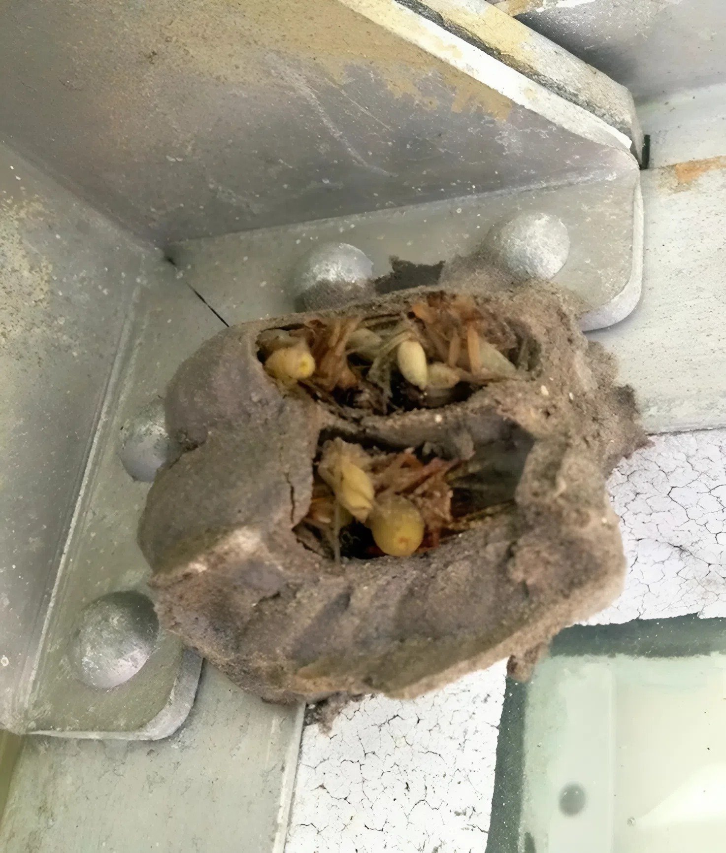 Sur le mur du garage, j’ai remarqué quelque chose de bizarre : en m’approchant, j’ai vu qu’il se passait quelque chose qui bougeait à l’intérieur, et j’ai été horrifiée en réalisant que c’était …