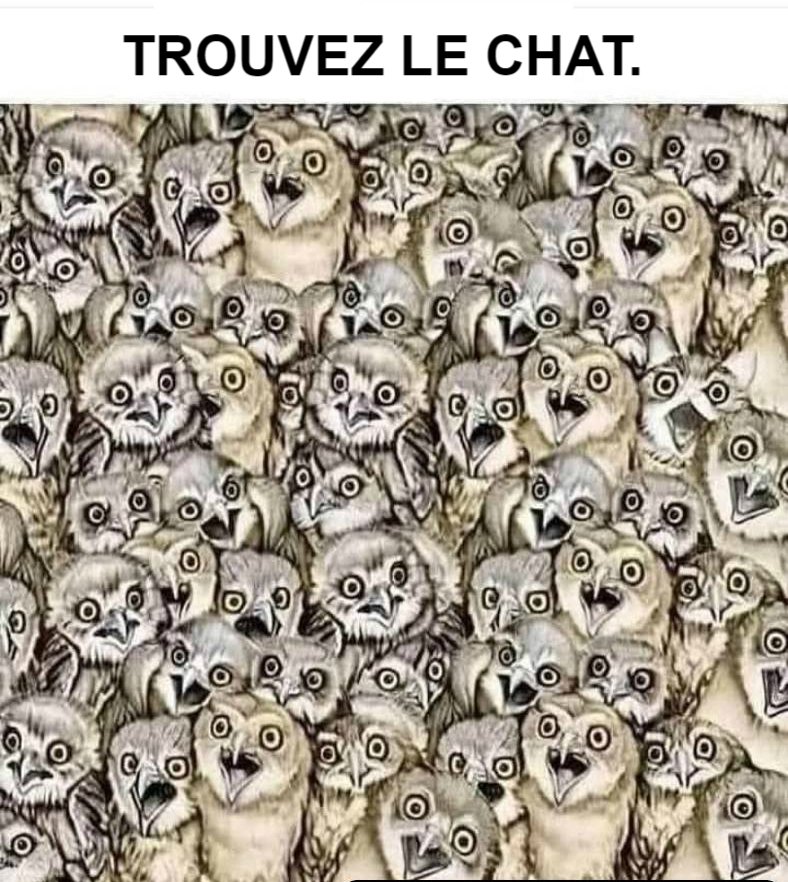 Trouvez le chat caché parmi les hiboux en moins de 20 secondes