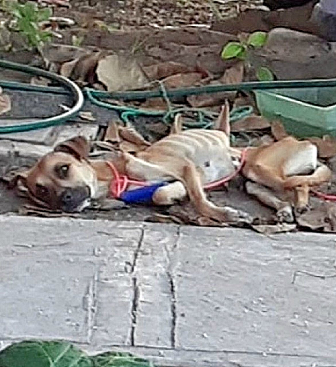 Eva : de la paralysie à ses premiers pas en bord de mer