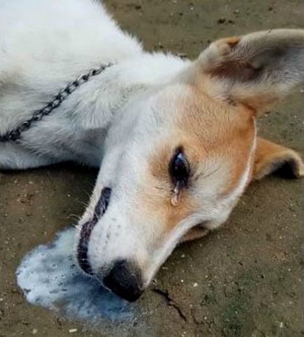 Probablement la rage… ça fait peur de s’approcher…