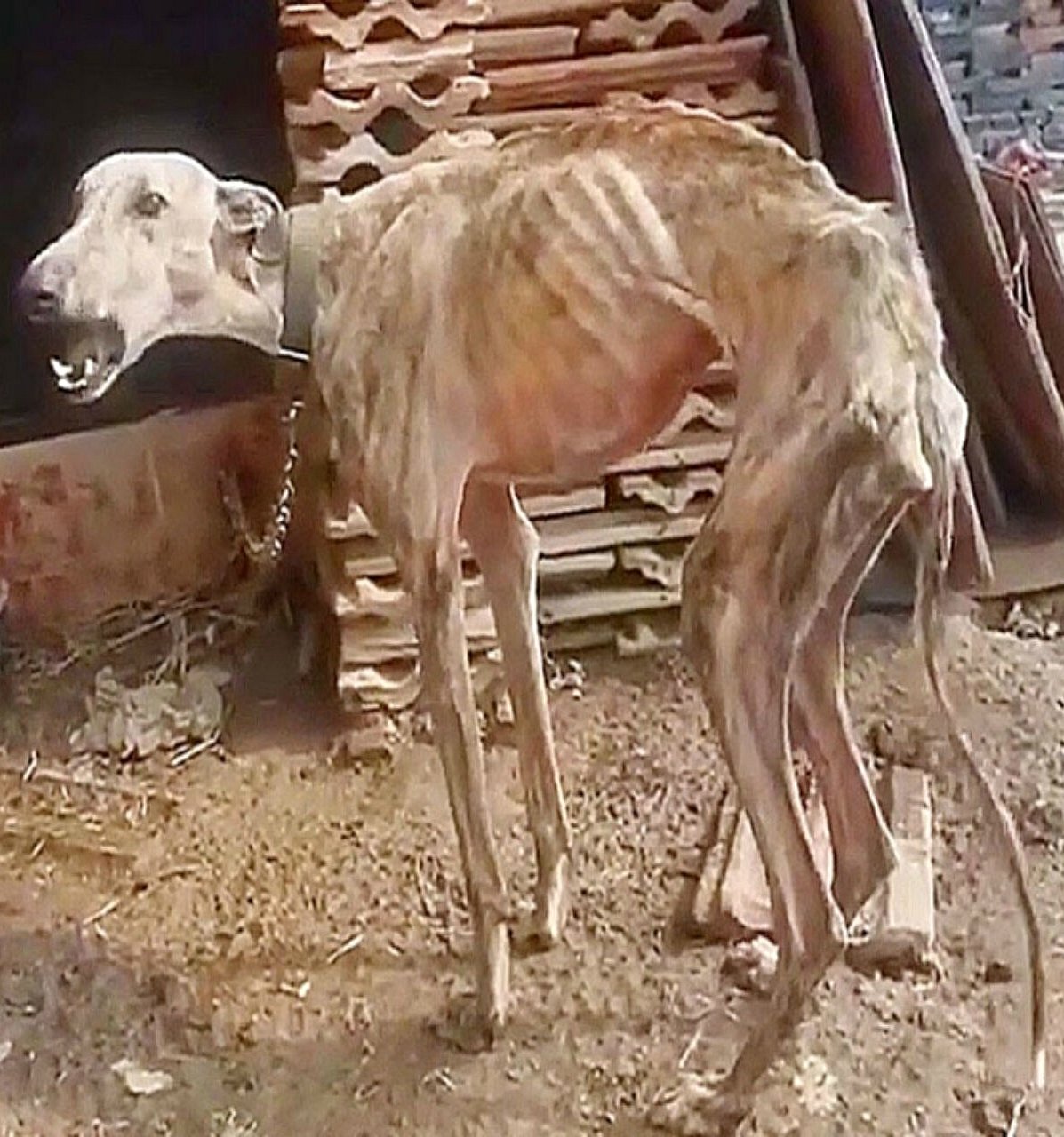 Le voyage d’une décennie de négligence à une vie remplie de joie