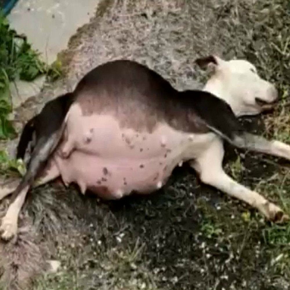 Un appel touchant pour le sauvetage d’une mère et de ses chiots