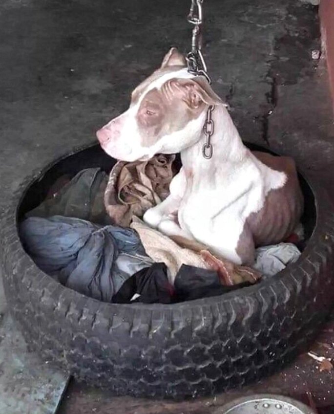 Un voisin a changé le destin du chien