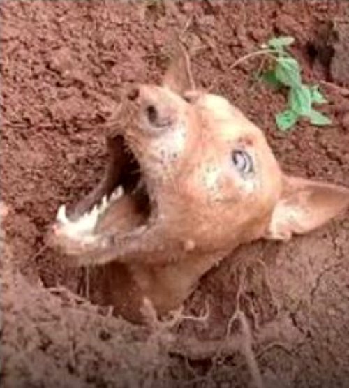 Un cri de la terre… Le sol se referma autour d’elle comme un lourd anneau de pierre.