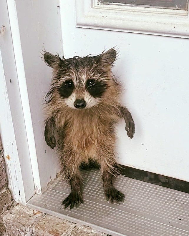Un bébé raton laveur solitaire attend sur le porche après la tempête