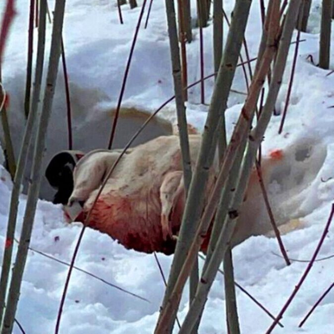 Jeté comme un déchet : pourquoi le voyage tragique de Taho s’est terminé dans un chagrin d’amour