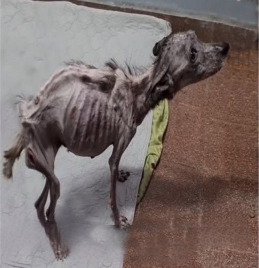 Le chien s’arrêta, un souvenir lui traversa les yeux : « La main fait mal. » Et pourtant…