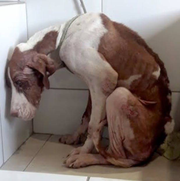 « …Et il se tenait face aux tuiles – comme s’il avait été de nouveau mis dans un coin. »