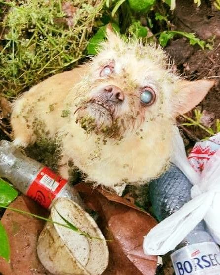 Du désespoir à l’espoir : l’incroyable voyage d’Agnès et Nellie