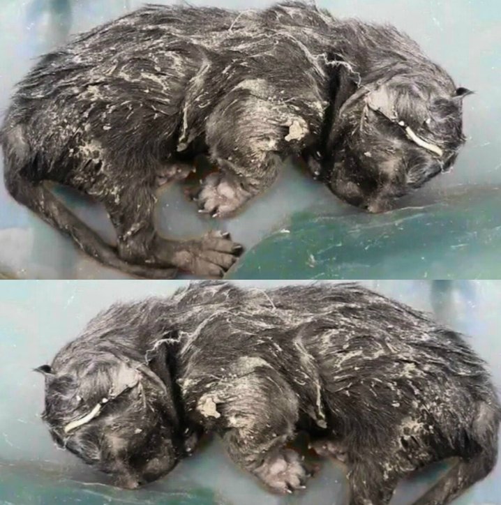 Un chaton oublié jeté à la poubelle a été sauvé par un inconnu avant que les vétérinaires ne révèlent un pronostic choquant