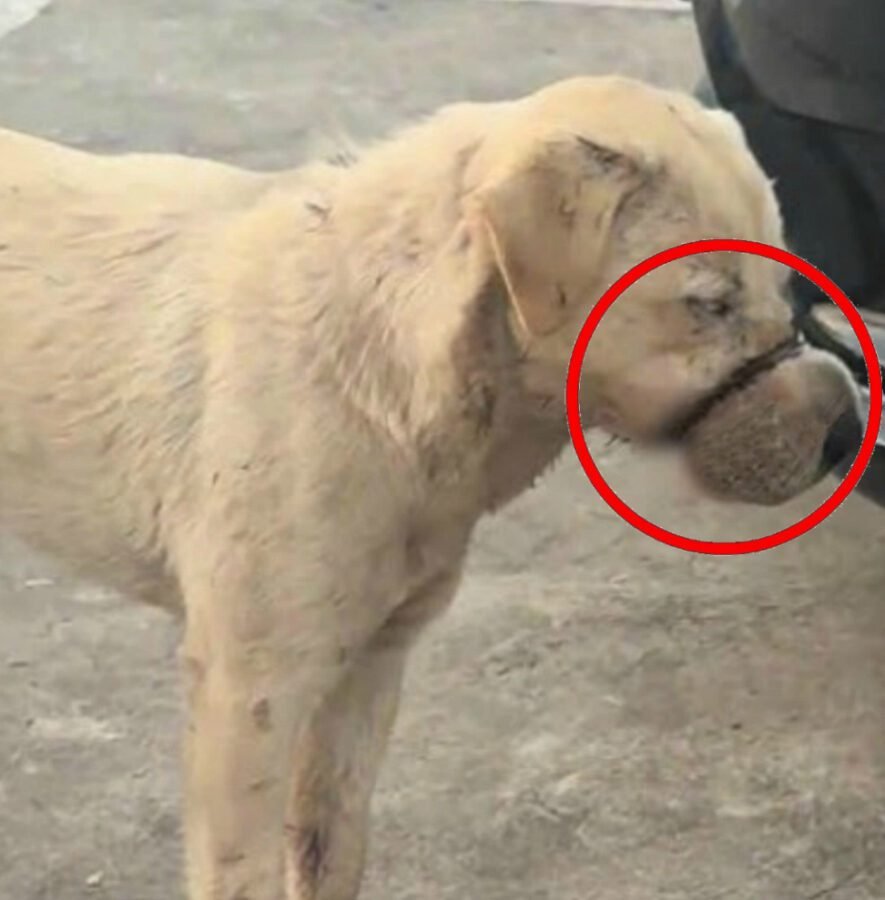 Elle gisait au bord de la route comme une chose abandonnée… mais ses yeux cherchaient toujours son propriétaire…