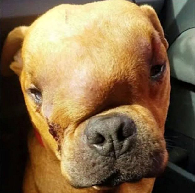 Mais pas encore les coups, pas encore les mains rugueuses…