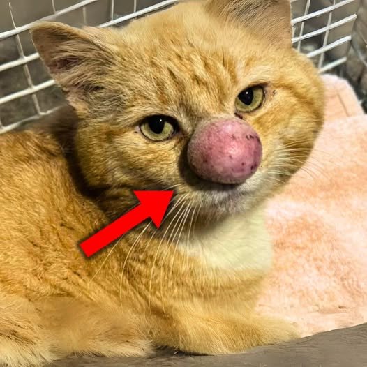 Les sauveteurs ont expliqué la cause du gros nez choquant du chat près d’un an après l’avoir sauvé de la rue