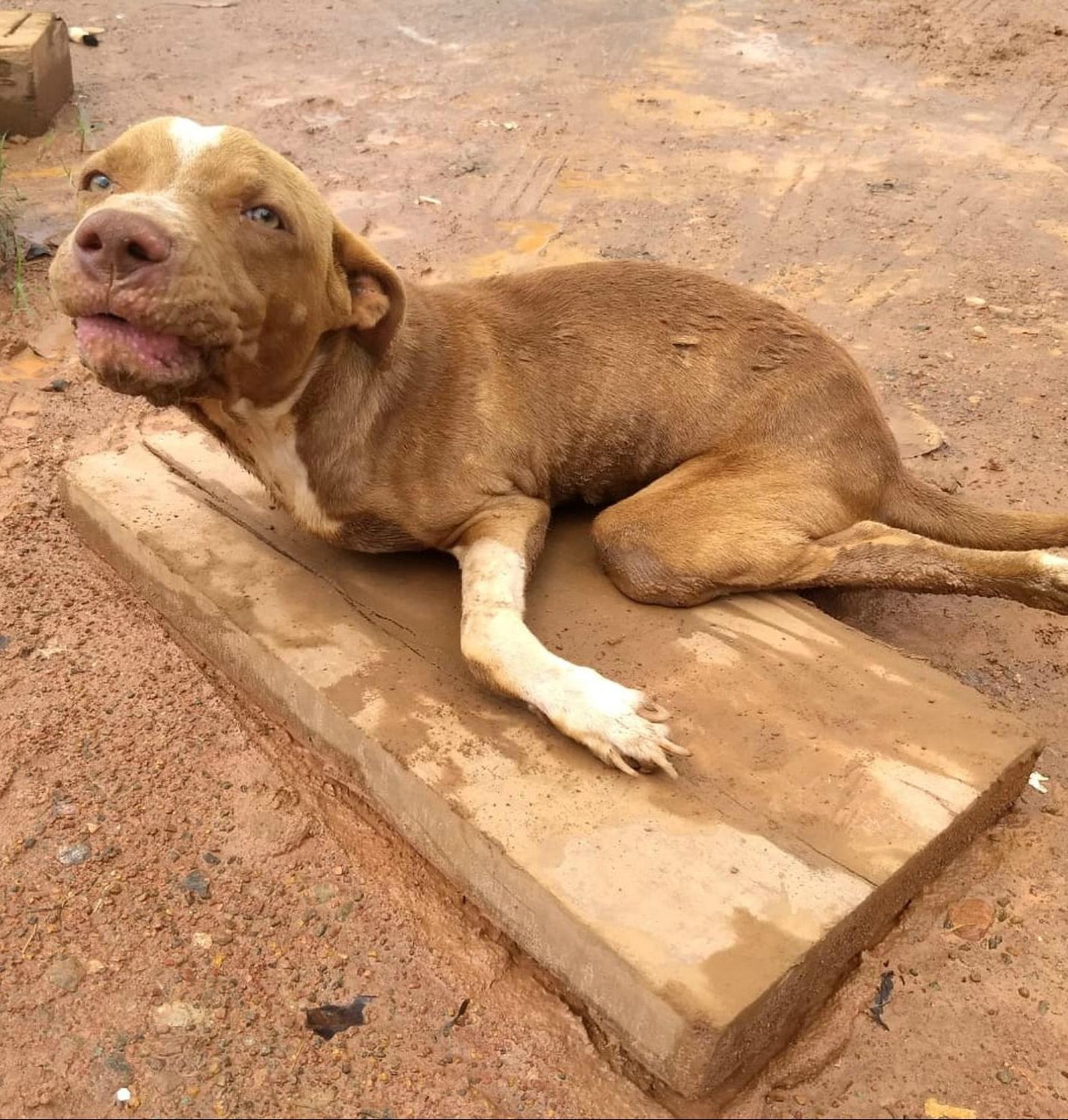 Chien sur une planche de bois : quand un simple contact ramène la vie…