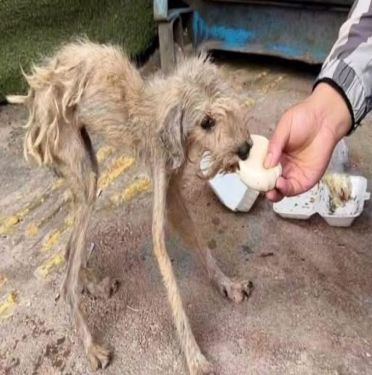 Elle se tenait près d’une vieille poubelle, courbée, comme l’ombre d’un chien autrefois fier.
