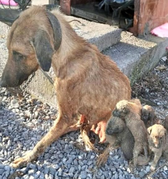Tout ce qu’elle pouvait faire était d’essayer de protéger ses chiots de toutes ses forces, et un jour…