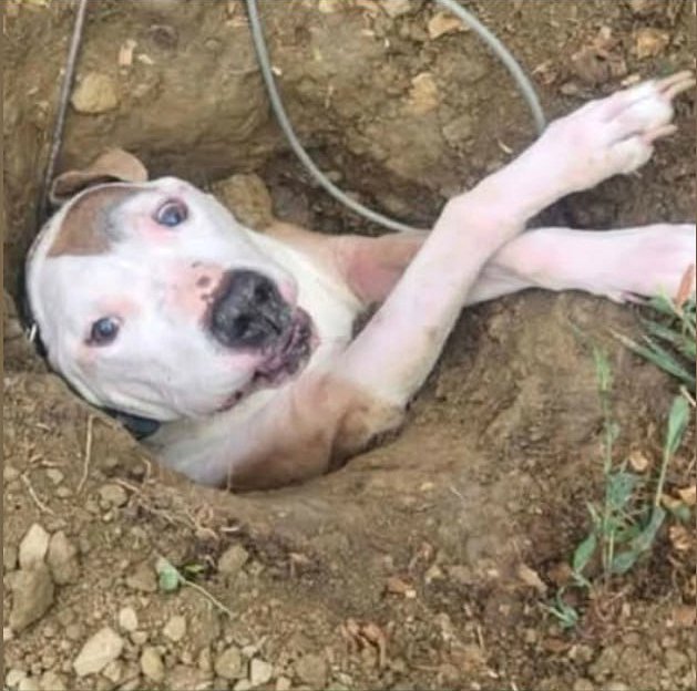 Et la terre se referma comme un couvercle, et la charnière dit : « Tu ne peux pas aller plus loin. »