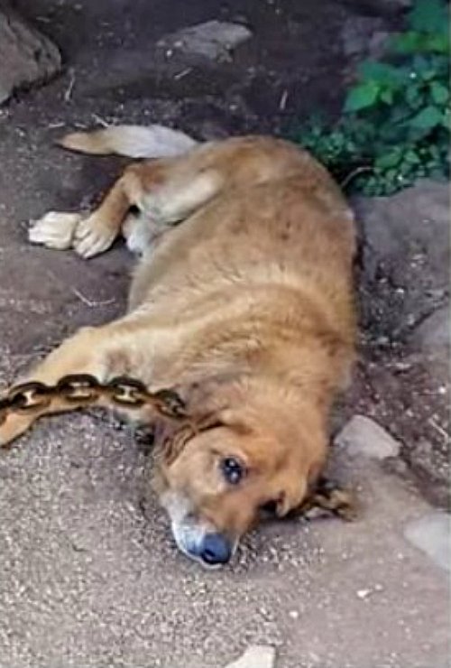 Alors qu’il fuyait sous le feu, ils l’ont laissé ligoté, et il a attendu leur retour et a fidèlement gardé sa maison, un mois s’est écoulé…