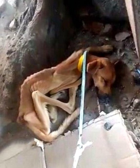 De l’abandon à une nouvelle vie : l’histoire du sauvetage et du rétablissement d’Alan le chien De l’abandon à une nouvelle vie : l’histoire du sauvetage et du rétablissement d’Alan le chien