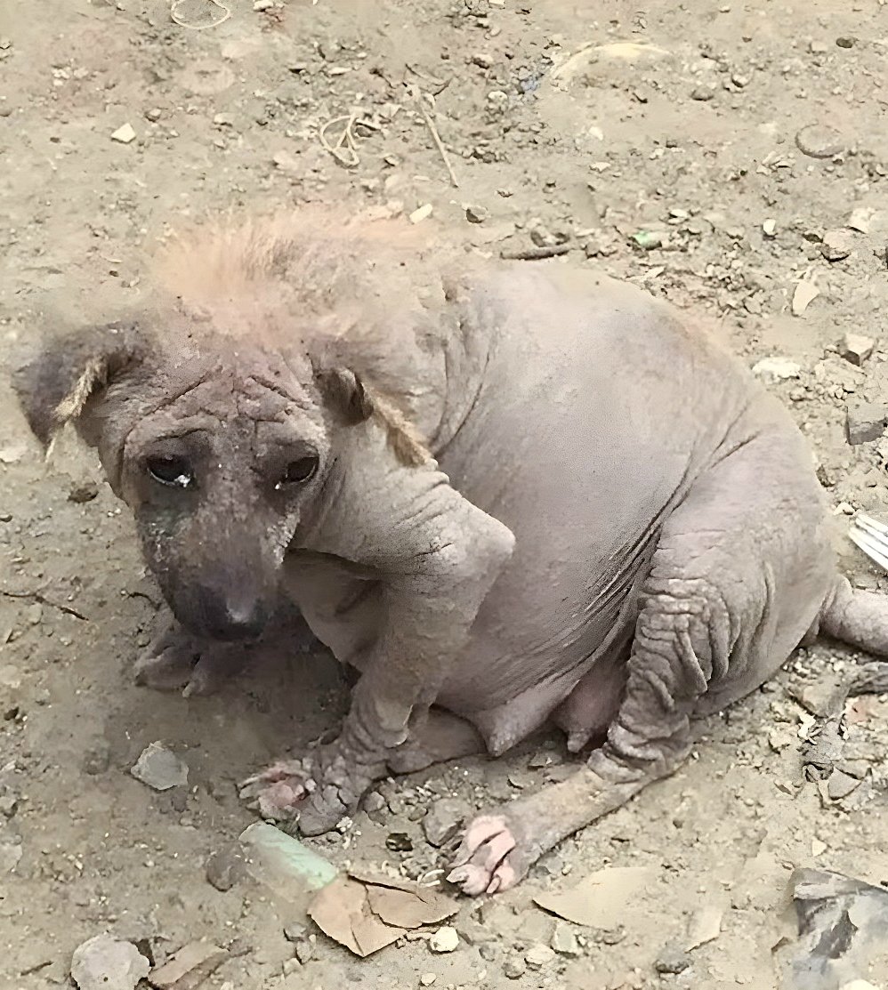 Comment Karmi a survécu à une décharge et a trouvé une nouvelle vie Comment Karmi a survécu à une décharge et a trouvé une nouvelle vie