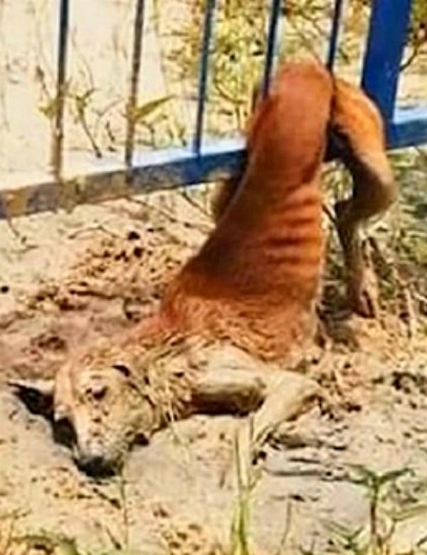 Comment des résidents attentionnés ont sauvé un chiot coincé dans une clôture Comment des résidents attentionnés ont sauvé un chiot coincé dans une clôture