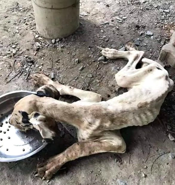 Et une seule fille, d’une dizaine d’années, rentrait chez elle avec un sac à dos contenant un petit pain de la cafétéria de l’école.