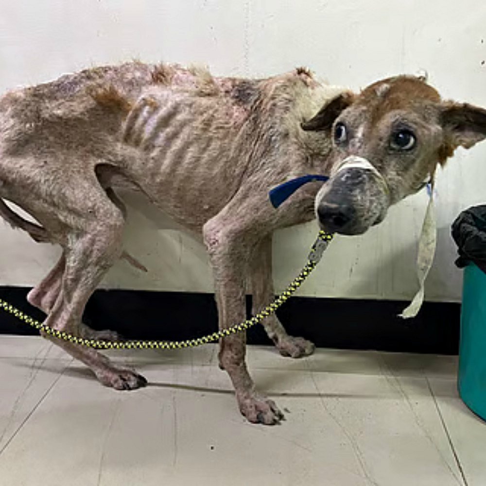 De l’abandon à la nouvelle vie : l’histoire d’un chien