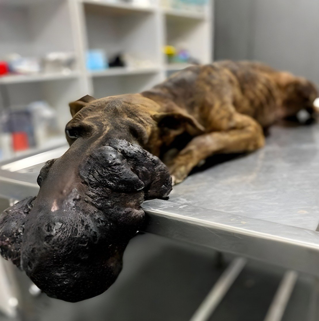 L’incroyable histoire du sauvetage d’Oliver L’incroyable histoire du sauvetage d’Oliver