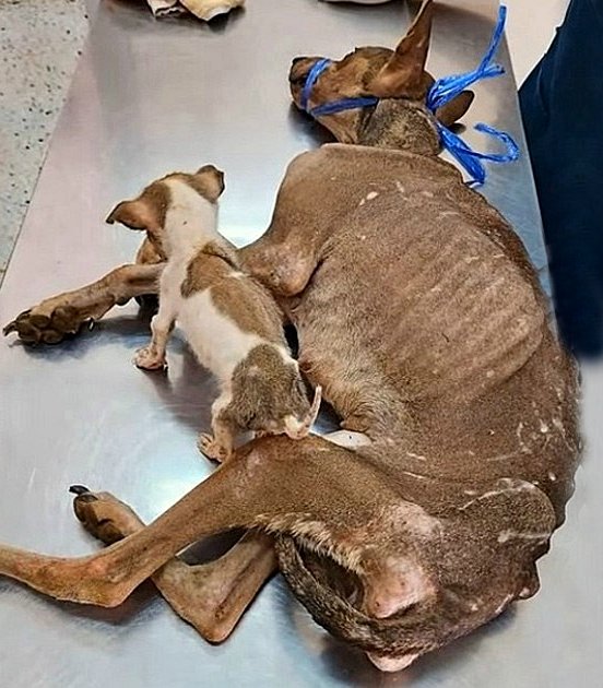 Elle errait le long de la route, juste la peau et les os