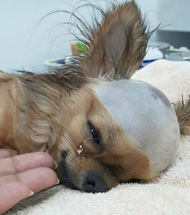 Pourtant, malgré toutes les probabilités et toutes les prédictions sombres, il…