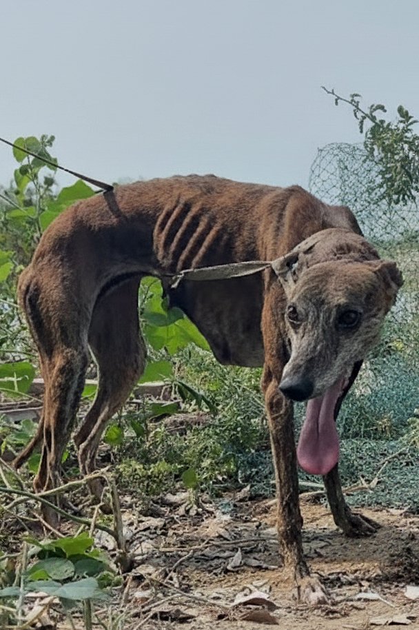 Il a été laissé seul dans une maison qui s’est vidée en un jour…