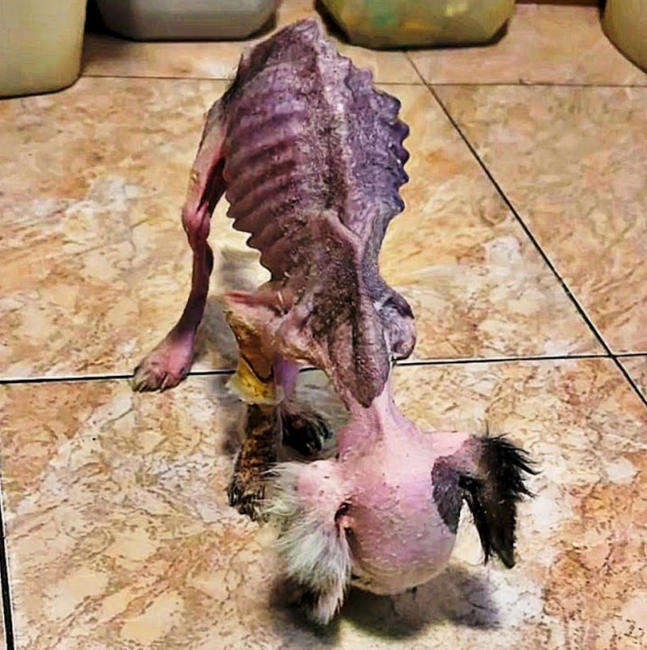 L’histoire de Tuku : comment les soins d’une autre personne ont ramené un chiot à la vie L’histoire de Tuku : comment les soins d’une autre personne ont ramené un chiot à la vie