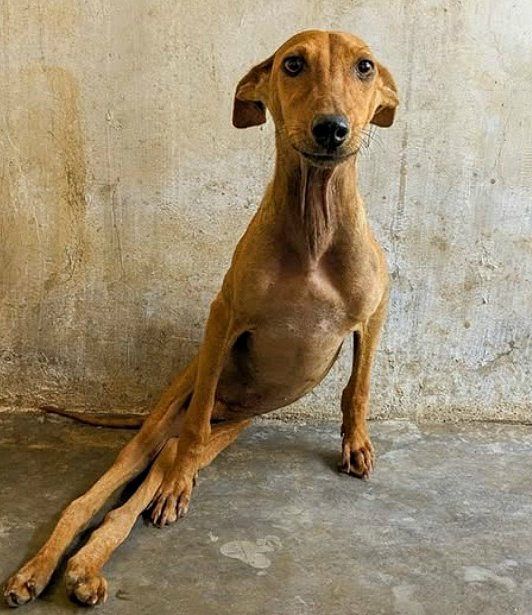 Les pattes postérieures sont parallèles, étendues, infiniment polies et infiniment…