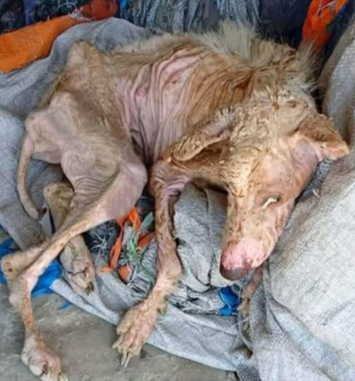 Je suis restée allongée là et j’ai attendu… mais un homme est arrivé…