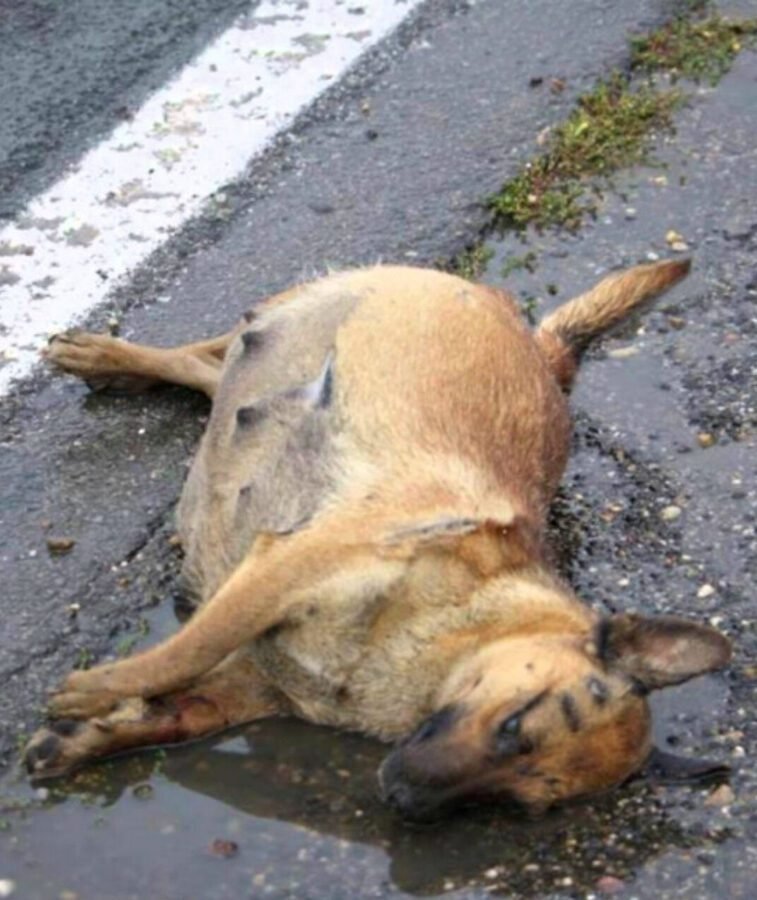 Aux abords de la ville, là où le rythme de la vie ralentit, une histoire profondément émouvante s’est déroulée