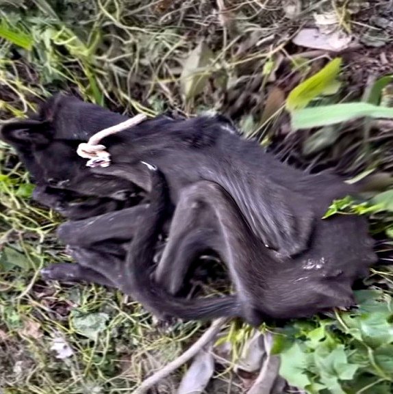 L’histoire d’un chien sans abri qui a eu une seconde chance L’histoire d’un chien sans abri qui a eu une seconde chance