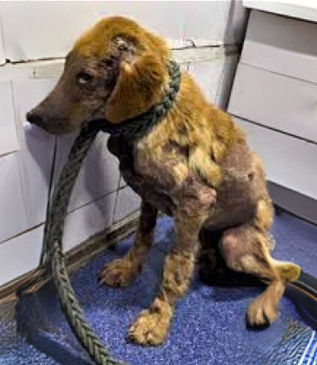 Il était assis dans un coin, fixant le mur, comme s’il essayait de devenir invisible.