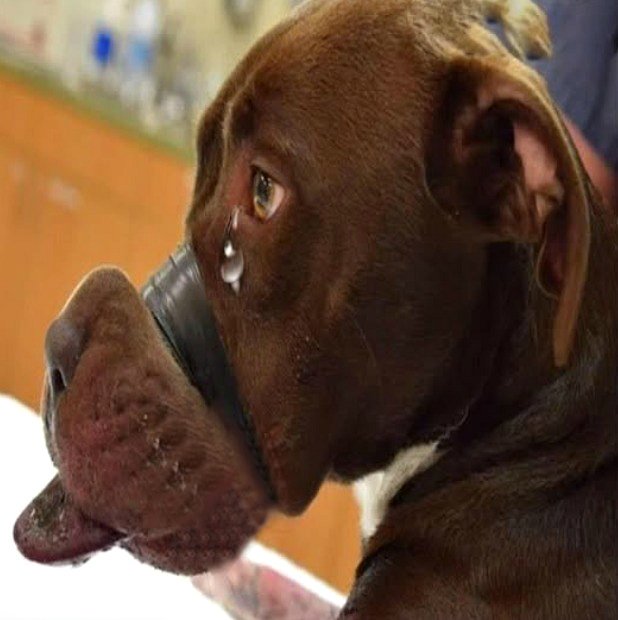 Il respirait par la bouche parce qu’il ne pouvait pas faire autrement, et ses yeux coulaient…