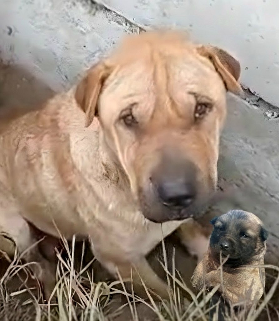 Comment Marley a sauvé son dernier chiot